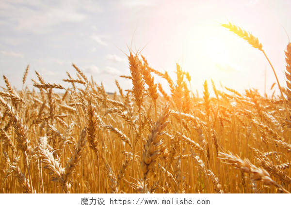 阳光照耀下的成熟的金黄的麦田田野希望的田野二十四节气24节气芒种